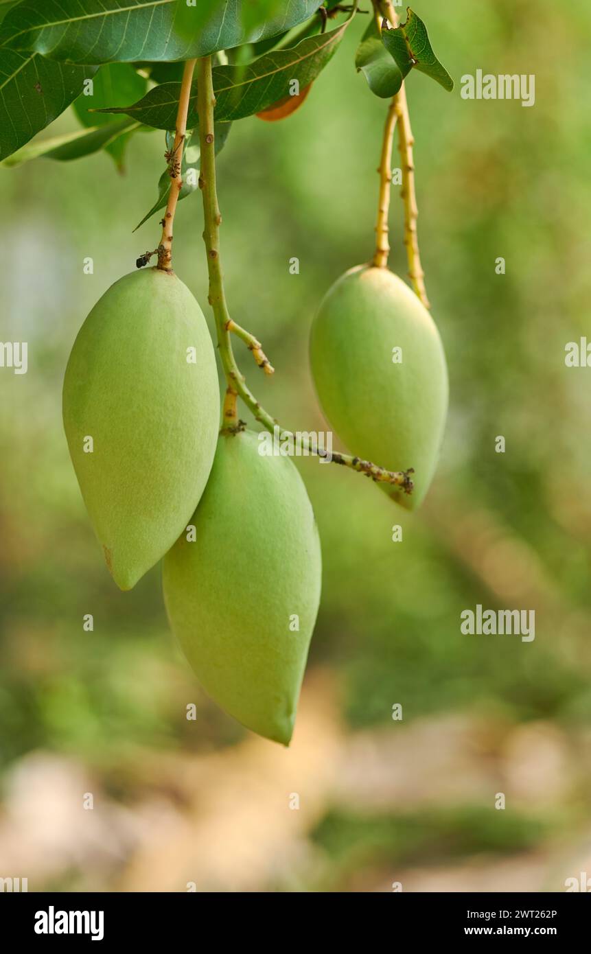 Grüne Mangobrüchte auf dem Baum im Garten Stockfoto