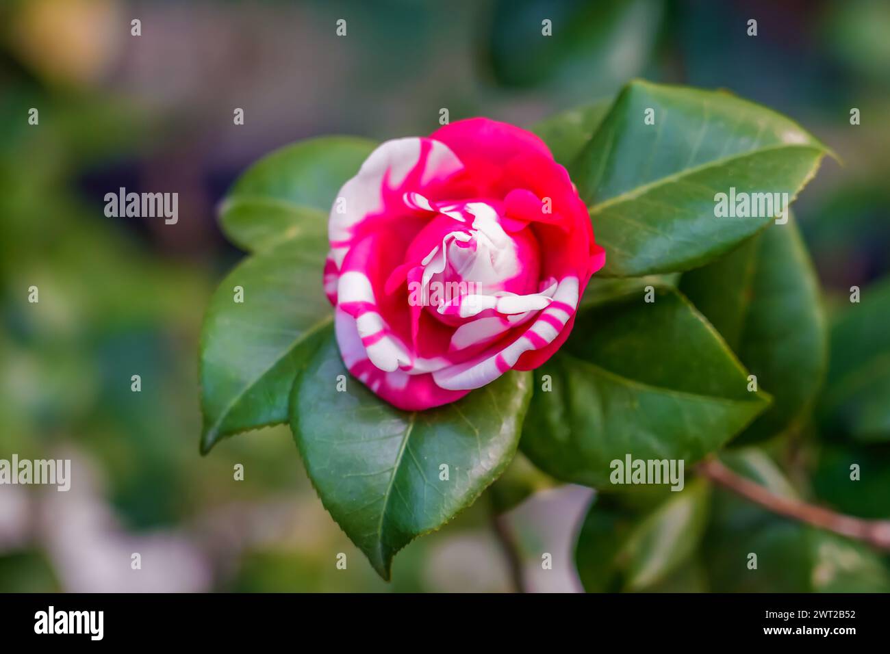 Sehen Sie in einem japanischen Garten leuchtende rosa und weiß gesprenkelte Kamelienblüten auf einem grünen Busch. Stockfoto