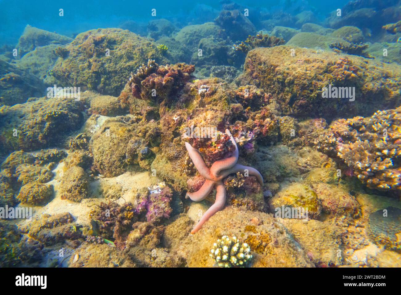 Die rosa Seastar Linkia laevigata schmiegt sich an ein vielfältiges Korallenriff. Stockfoto