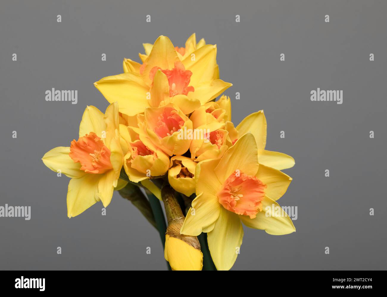 Narzissen, gelber Blumenstrauß auf grauem Hintergrund. Freier Speicherplatz. Stockfoto