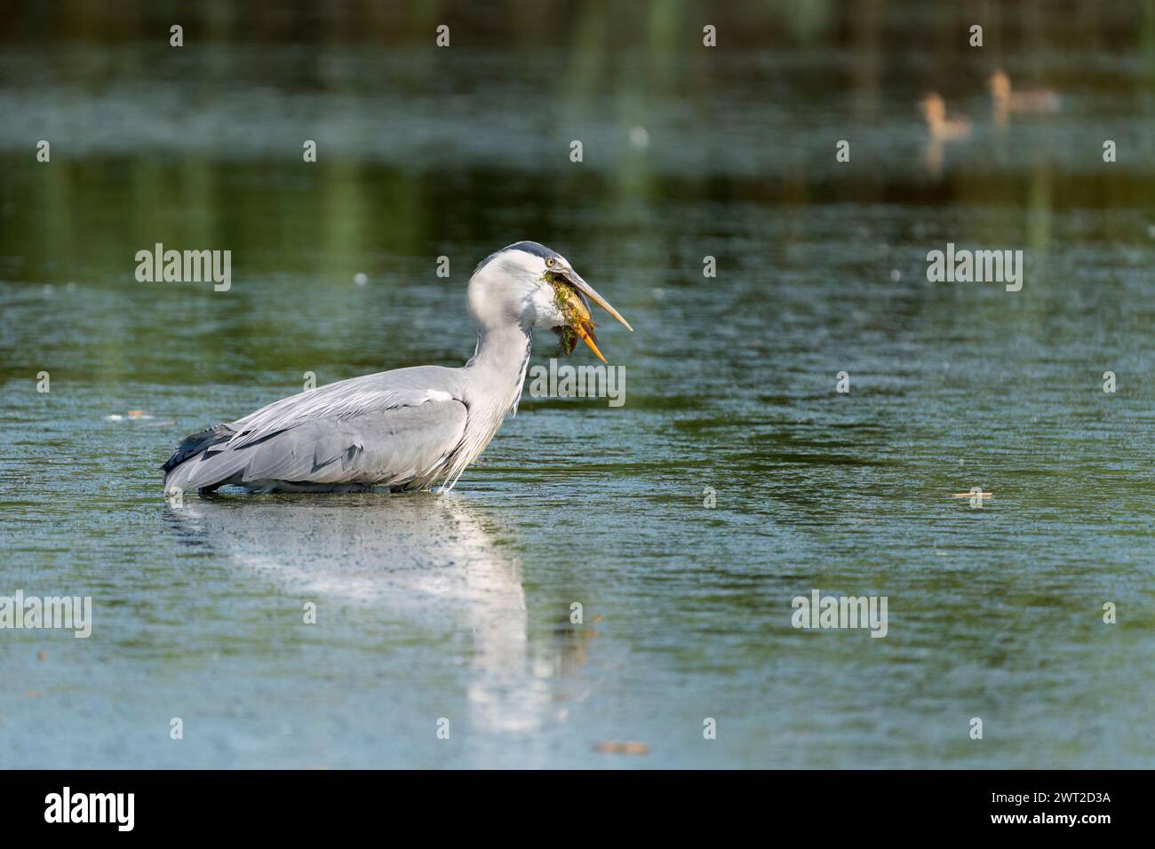 Graureiher beim Schlucken ein Fisch Stockfoto
