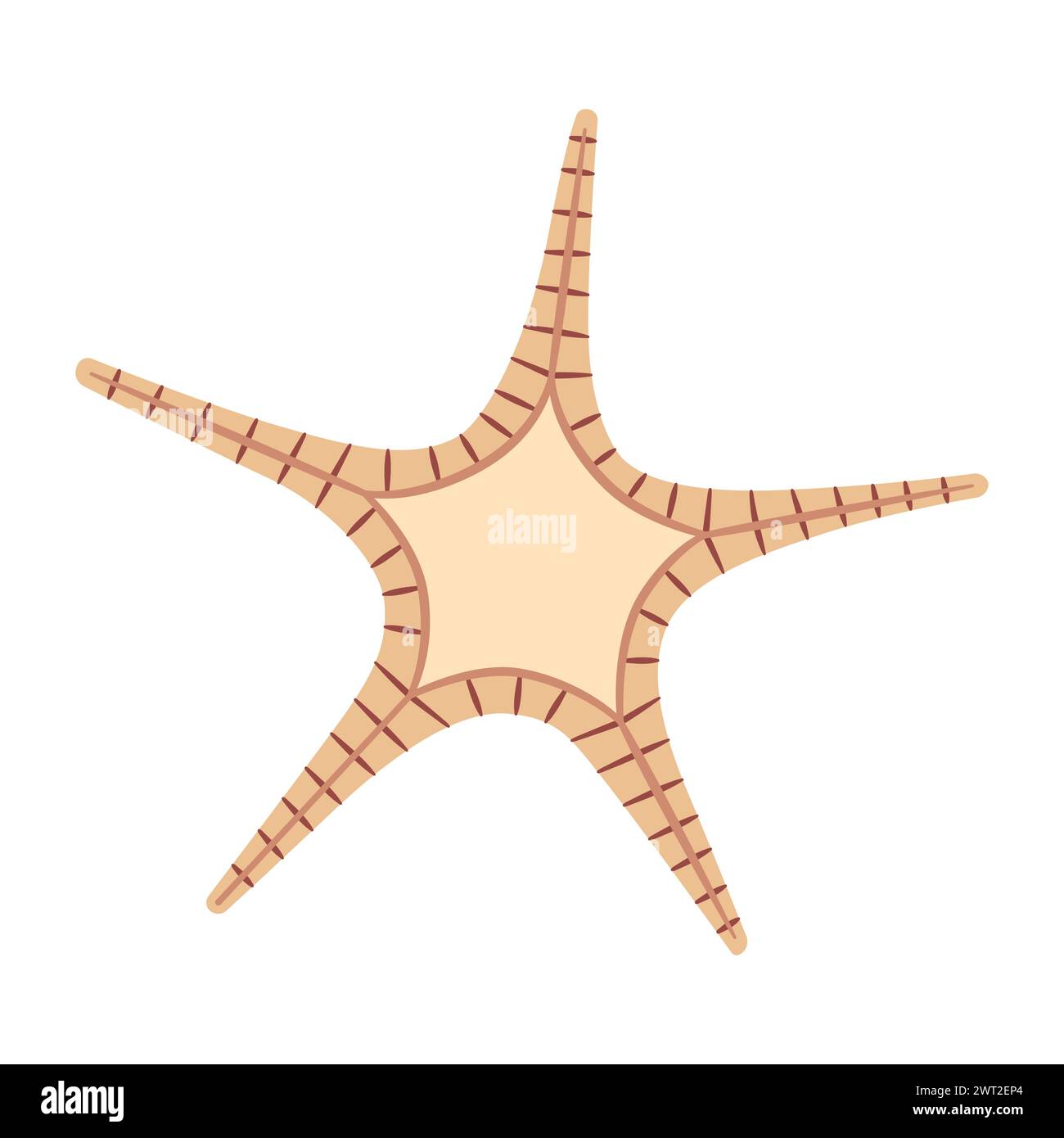 Getrocknete Seesterne. Doppel-Star-Starfish-Ikone flacher Stil. Meerestier-Cartoon-Stil. Echinoderm. Unterwasser-Meeressymbol isoliert auf weißem Hintergrund. Sommer-Vektor-Illustration Stock Vektor