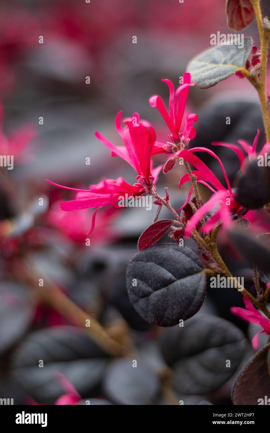 Nahaufnahme der wunderschönen, hellrosa Blüten der Loropetalum chinense Black Pearl, auch bekannt als L.C. rubrum „Black Pearl“. Es ist ein halbimmergrüner Sträucher Stockfoto