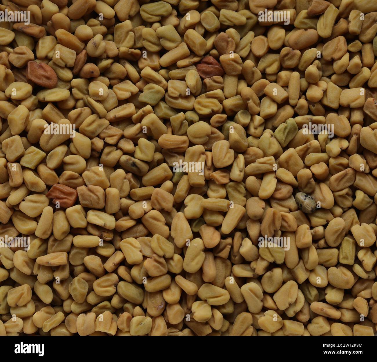 Bockshornklee Samen - Makro - Nahaufnahme Stockfoto