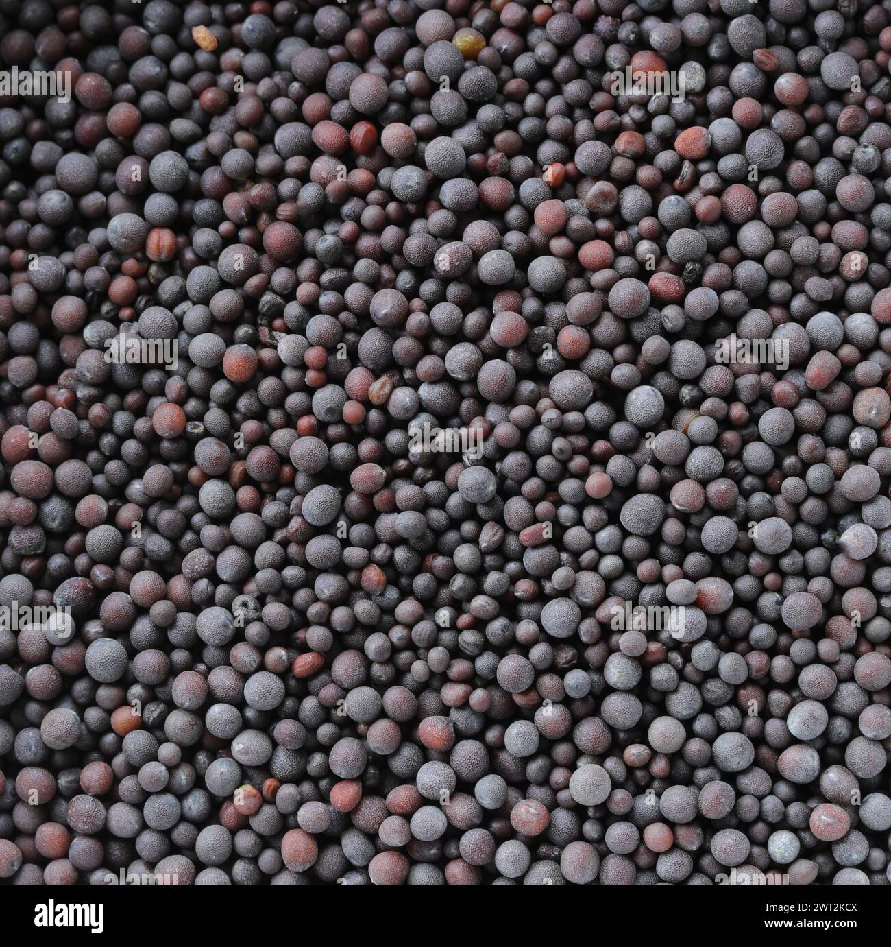 Black Senf Seeds - Makro - Nahaufnahme Stockfoto