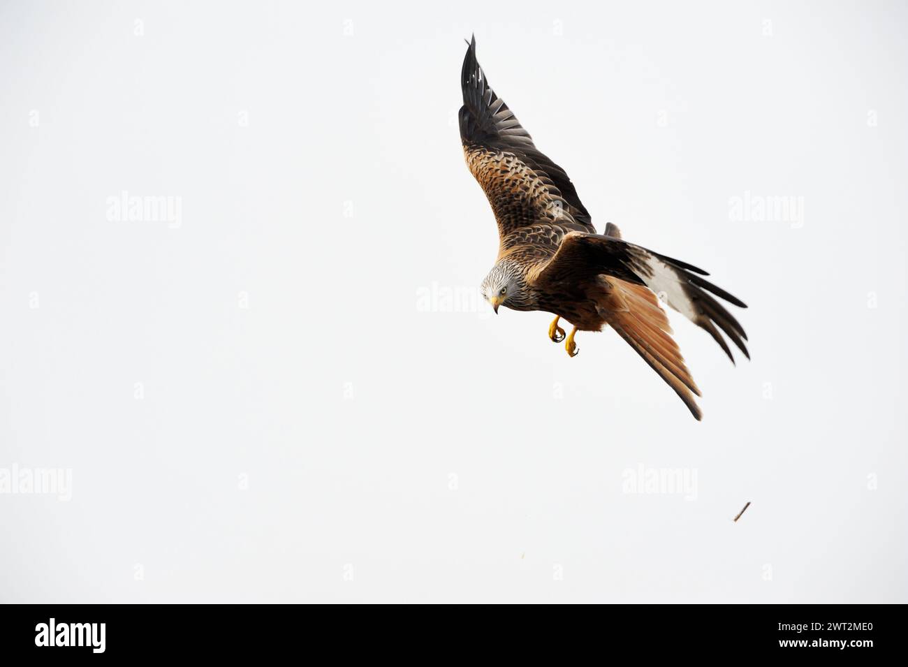 Schöner Greifvogel... Red Kite ( Milvus milvus ) im Flug, fliegen, beobachten, sehr detaillierte und klare Aufnahme, Tierwelt, Europa Stockfoto