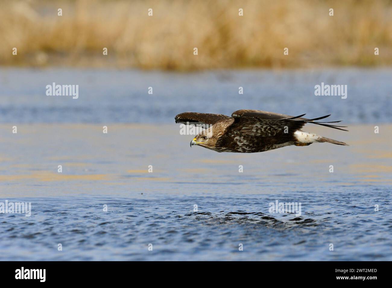 Bussard / Bussard ( Buteo buteo ) im Flug, Jagd, Fliegen nahe über der Wasseroberfläche eines Sumpfes, Tierwelt, Europa. Stockfoto