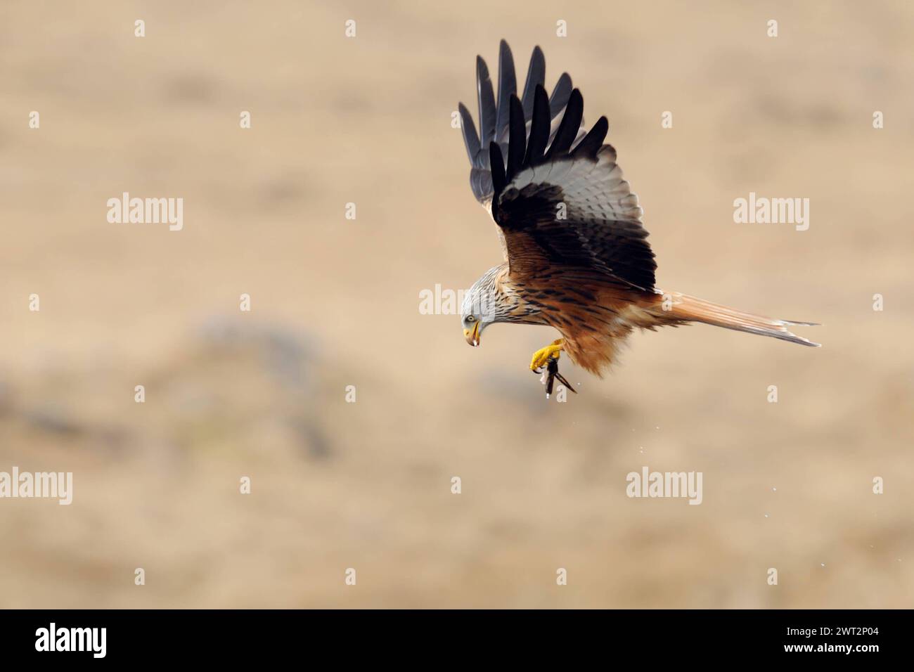 Beuteflug... Rotmilan Milvus milvus , Mailand, Gabelweihe, Königsweihe im Flug mit Beute in den Fängen, heimische Vogelwelt, Tierwelt, Natur *** erfolgreiche Jagd... Roter Drache Milvus milvus im Flug, fliegt mit Beute in den Klauen, Wildtiere, Europa. Mecklenburg-Vorpommern Deutschland, Europa Stockfoto