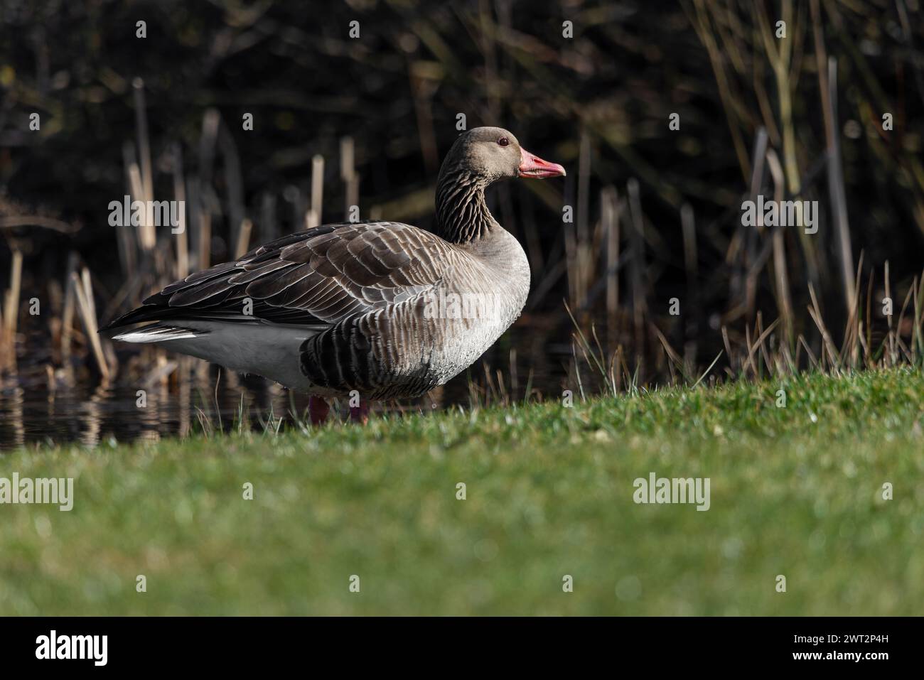 Graugansfütterung, Nahaufnahme Stockfoto