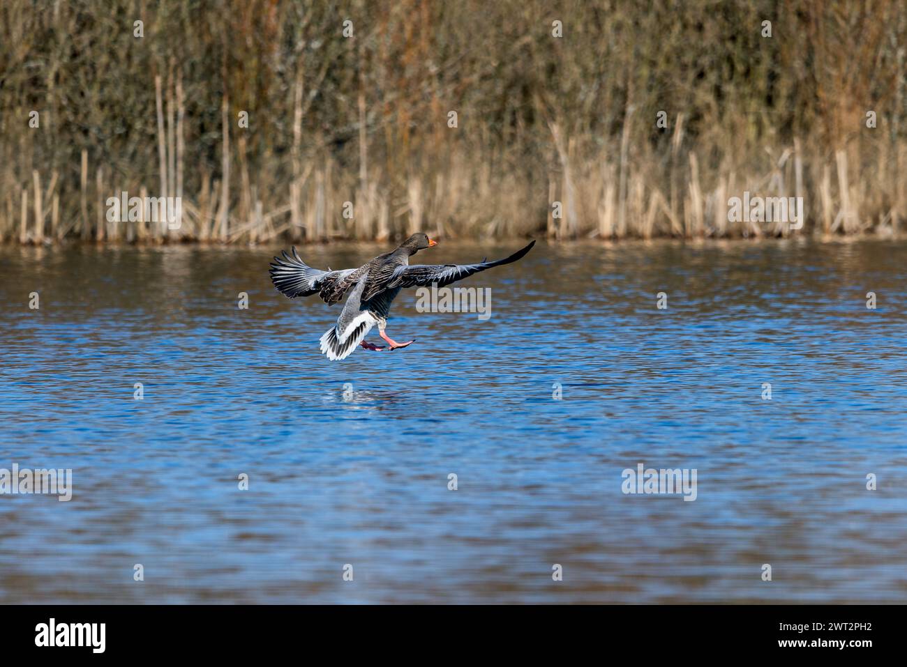 Graugans landet auf dem Wasser, am Bielawa-See Stockfoto