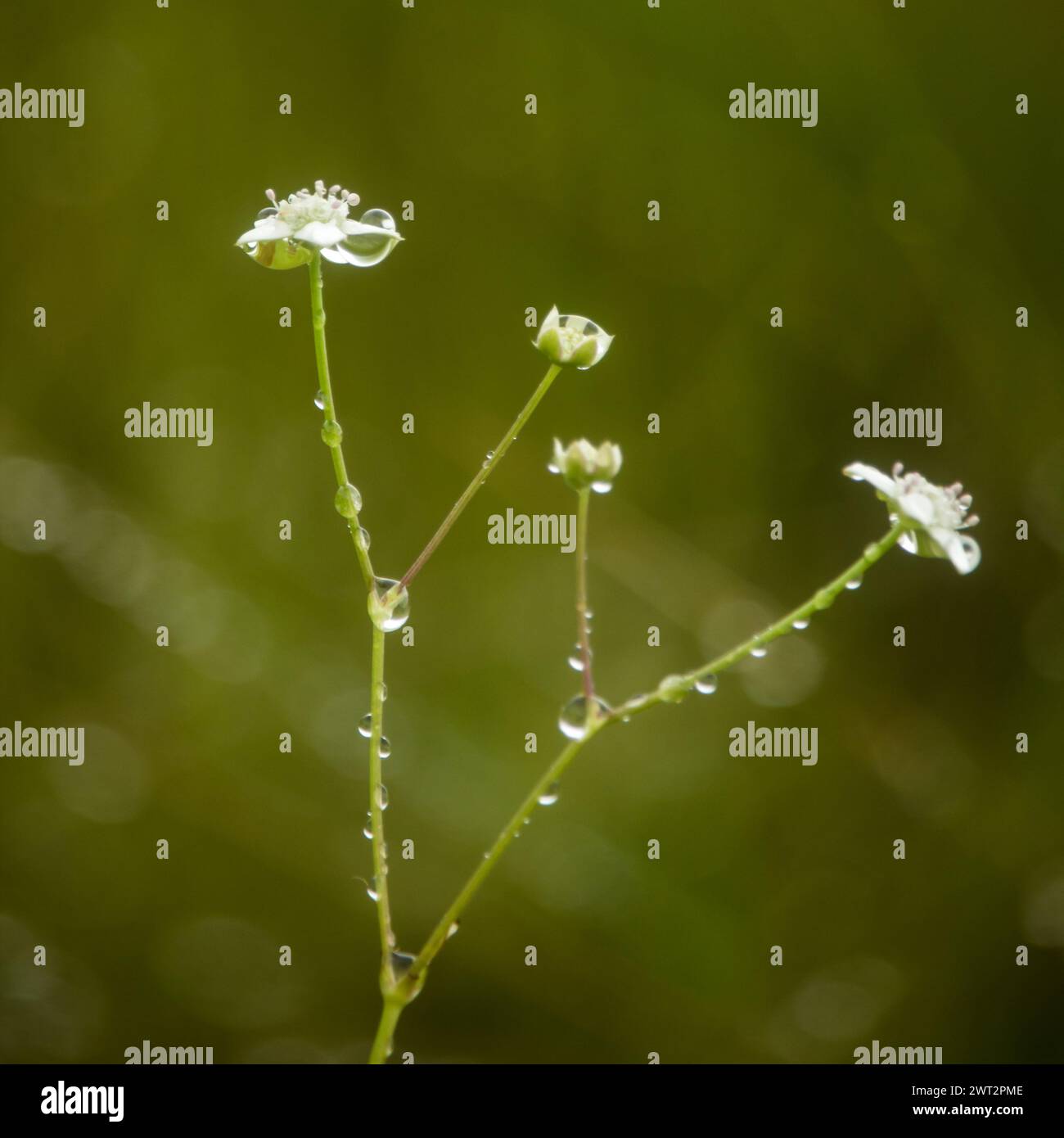Kleine sternförmige weiße Wildblumen, bedeckt mit Wassertropfen. Stockfoto
