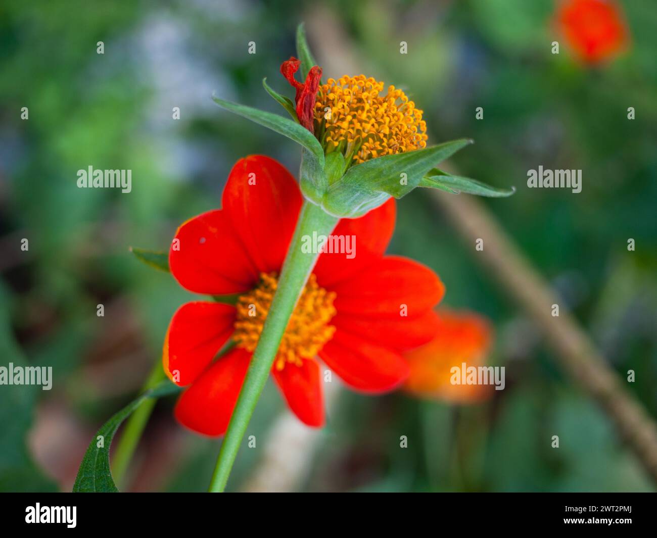 Mexikanische Sonnenblume (Tithonia rotundifolia). Blüten in verschiedenen Entwicklungsstadien. Stockfoto