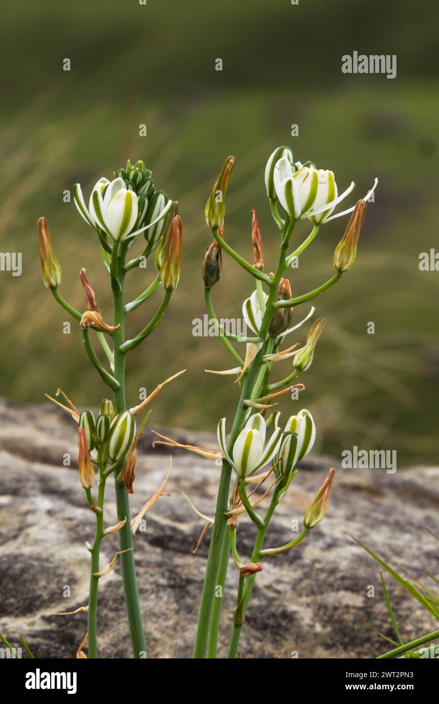 Zarte weiße Drakensberg-Wildblumen Stockfoto