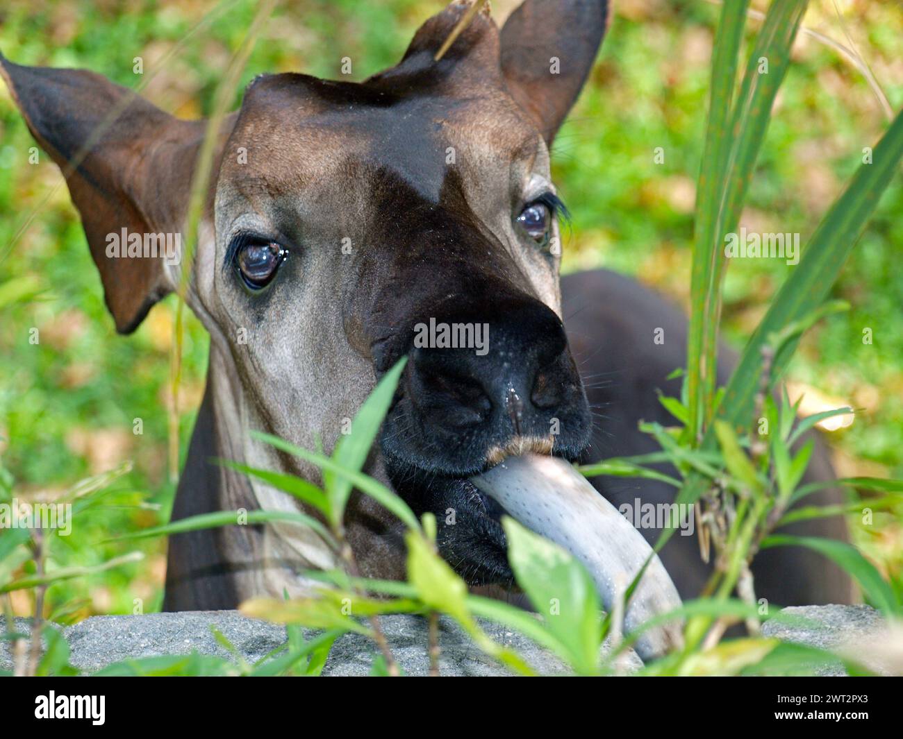 Okapi (Okapia johnstoni) isst frisches Gras. Dieses Tier ist auch bekannt als Waldgiraffe, kongolesische Giraffe und Zebragiraffe. Stockfoto