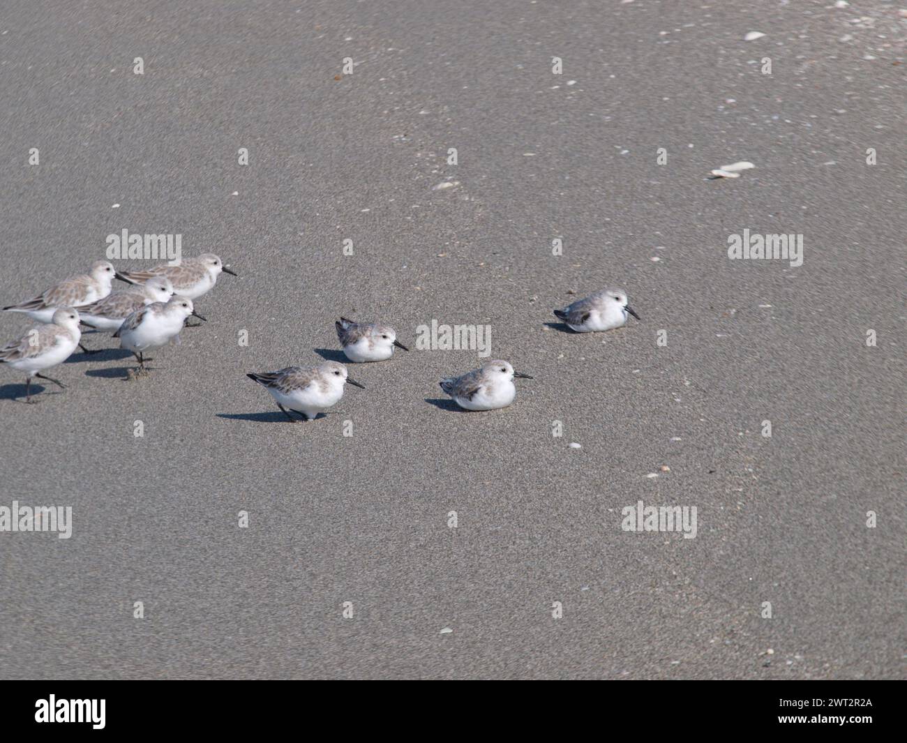 Eine Schar von geschwollenen Schneepflügen. Niedliche Küstenvögel. Stockfoto