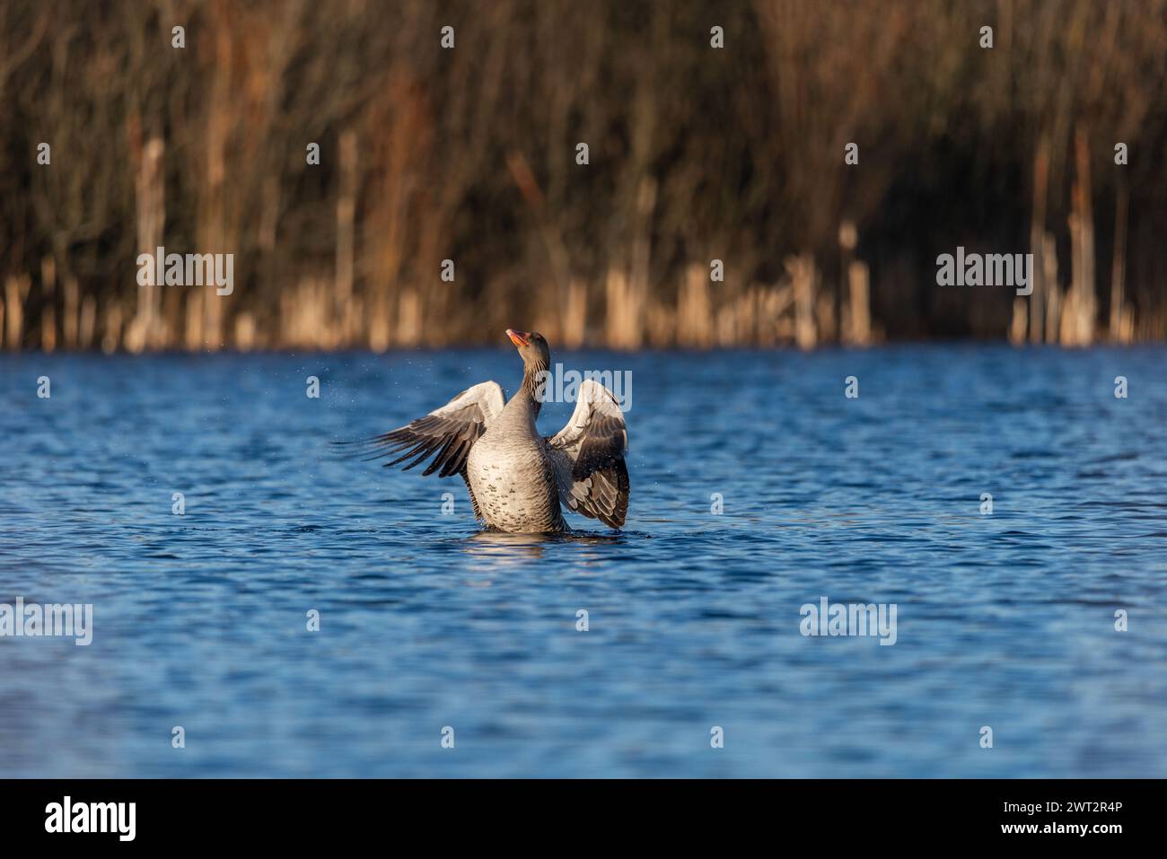 Graugans, die mit Flügeln auf einem wilden See mit blauem Wasser in einem Sonnenuntergangslicht flattern Stockfoto