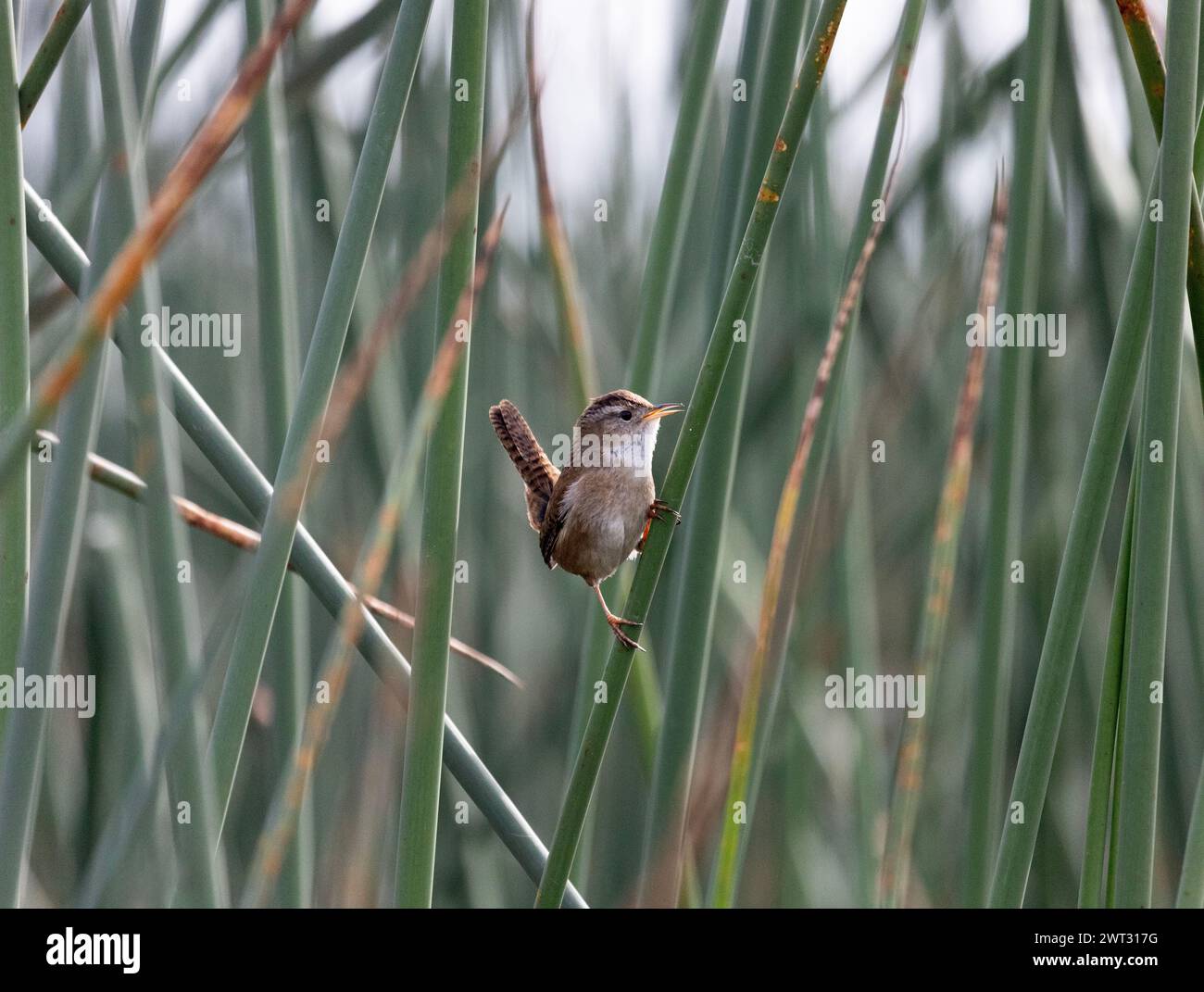 Marsh Wren in Reeds Singing Stockfoto