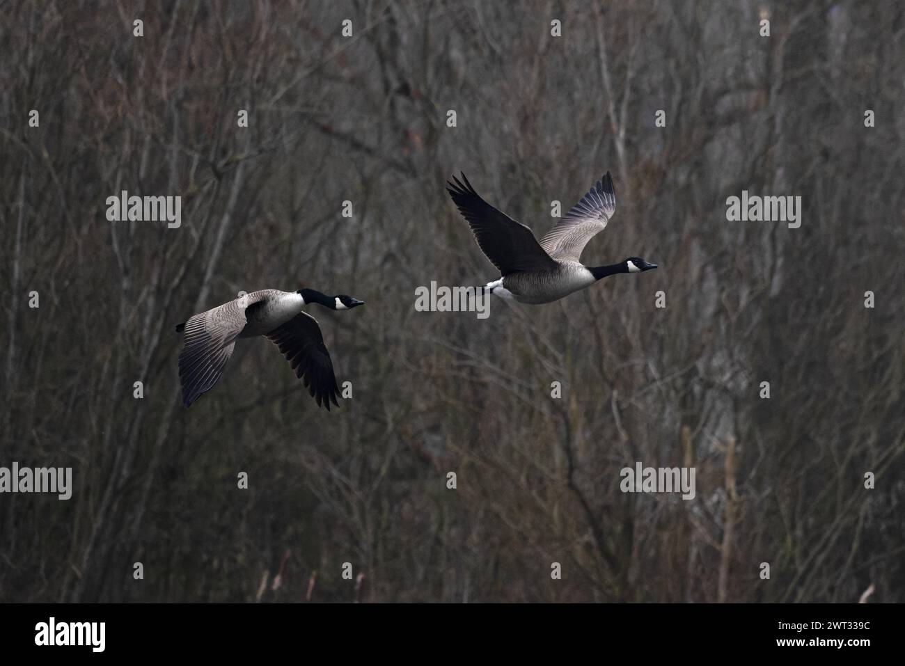 Canada Goose (Branta canadensis) Herde von zwei fliegenden Whitlingham CP Norfolk im März 2024 Stockfoto
