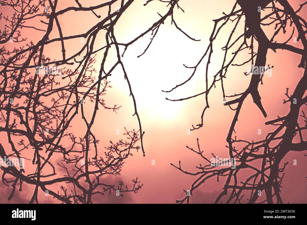 Surrealer Sonnenaufgang an einem nebeligen Wintermorgen im Broomfield Park, London, Großbritannien Stockfoto