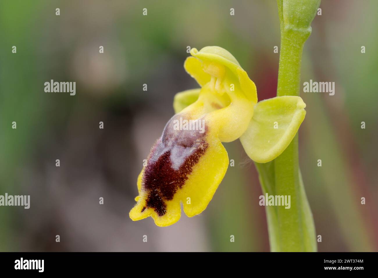 Gelbe Ragwurz, Ragwurz, Ophrys lutea, Ophrys, Gelbbienenorchidee, Yellow ophrys, L'Ophrys jaune, Ragwurzen, Kerfstendel, Mimikry, Lockmimikry Stockfoto