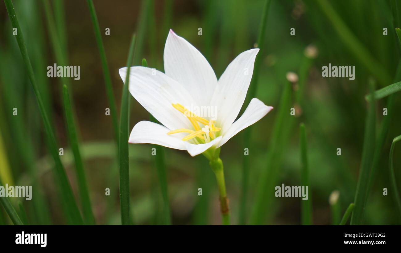 Zaphyranthe (auch als Fee Lilie, Regenblume, zaphyr Lilie, magische Lilie) mit einem natürlichen Hintergrund Stockfoto