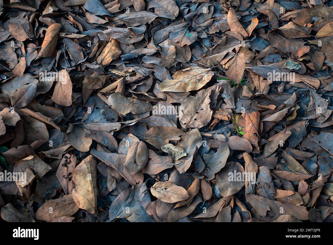 Ein Feld mit toten und trockenen Leafs | Textur toter und trockener Leafs | HD-Foto toter und trockener Leafs für Hintergrundtextur | hochauflösendes Foto Stockfoto