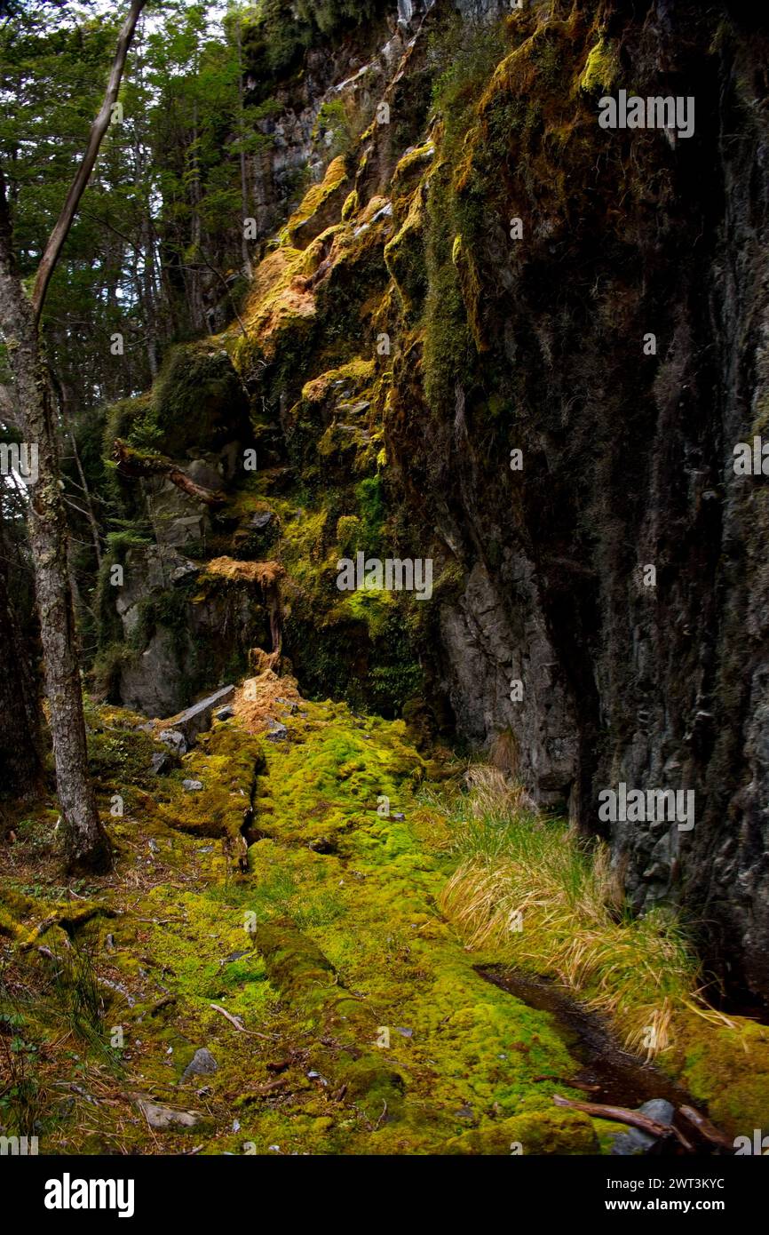 Ein moosiges Ufer im subpolaren Wald in der Ainsworth Bay. Stockfoto