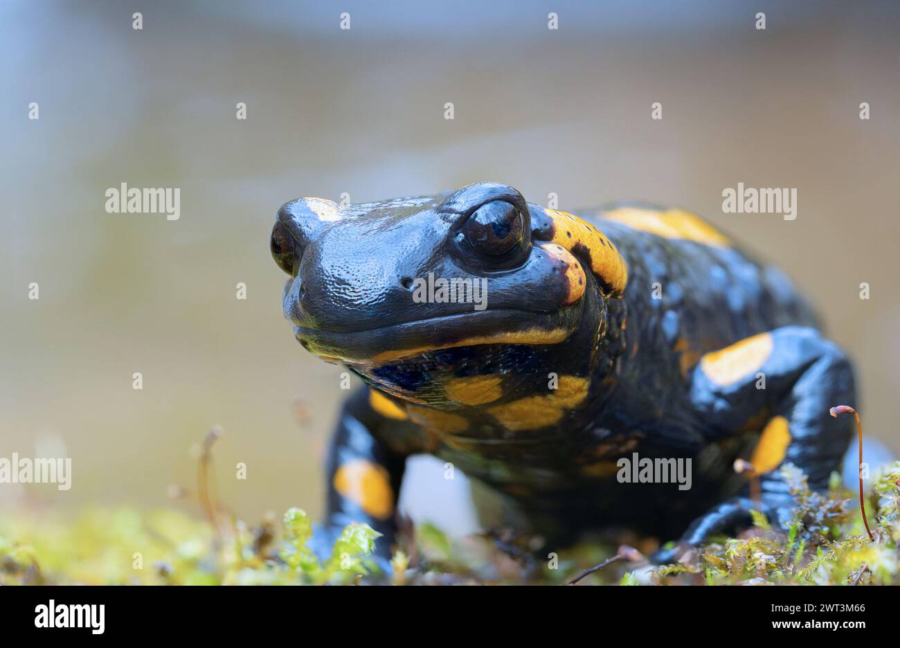 Süßer Salamander mit Blick auf die Kamera (Salamandra salamandra); diese wunderschöne, aber giftige Amphibie lebt in alten natürlichen Wäldern in der Nähe der Flüsse Stockfoto