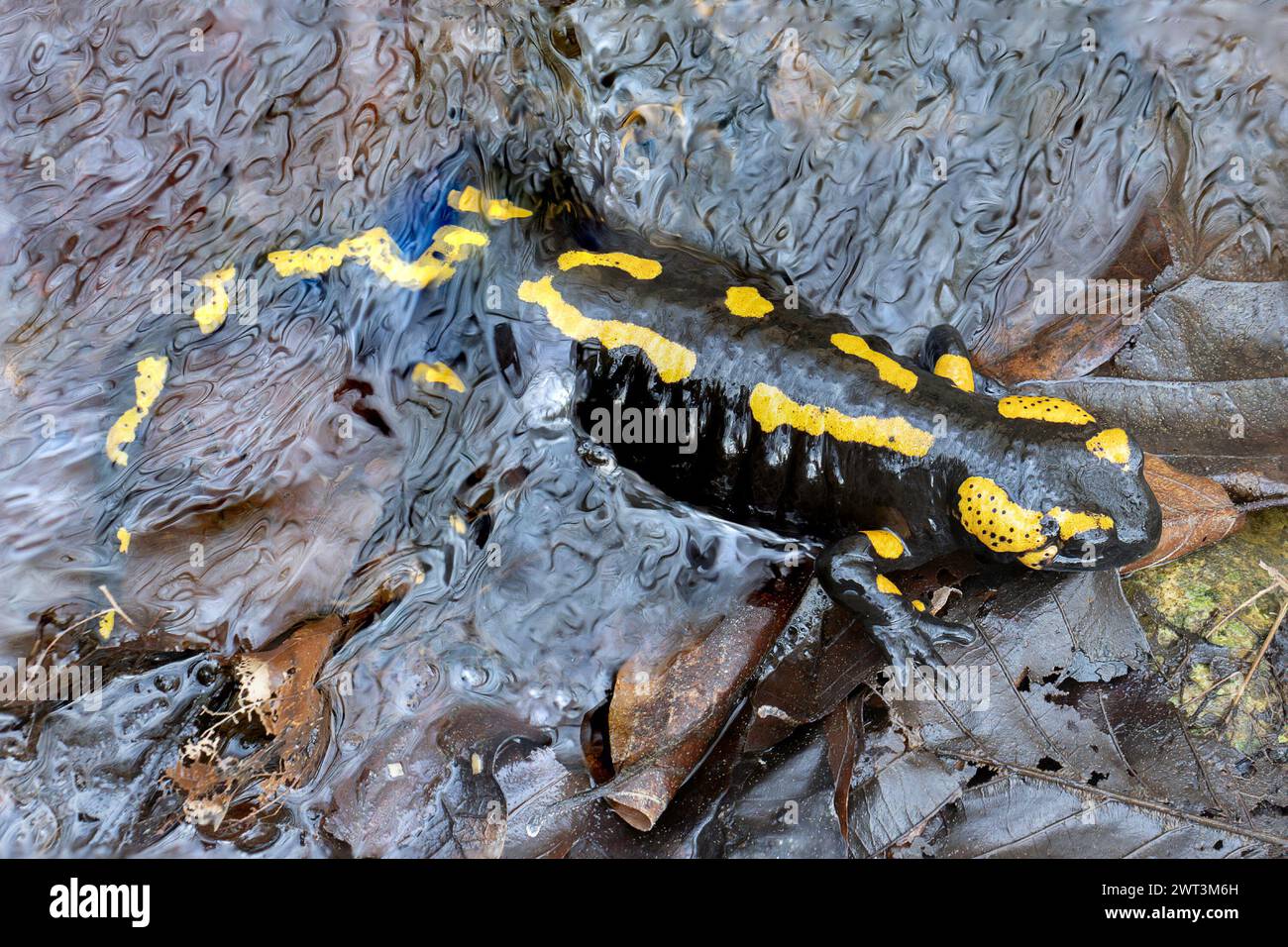 Feuersalamander in der Paarungszeit (Salamandra salamandra); die Weibchen gehen zu einem Bergbach, um ihre Nachkommen zu legen Stockfoto