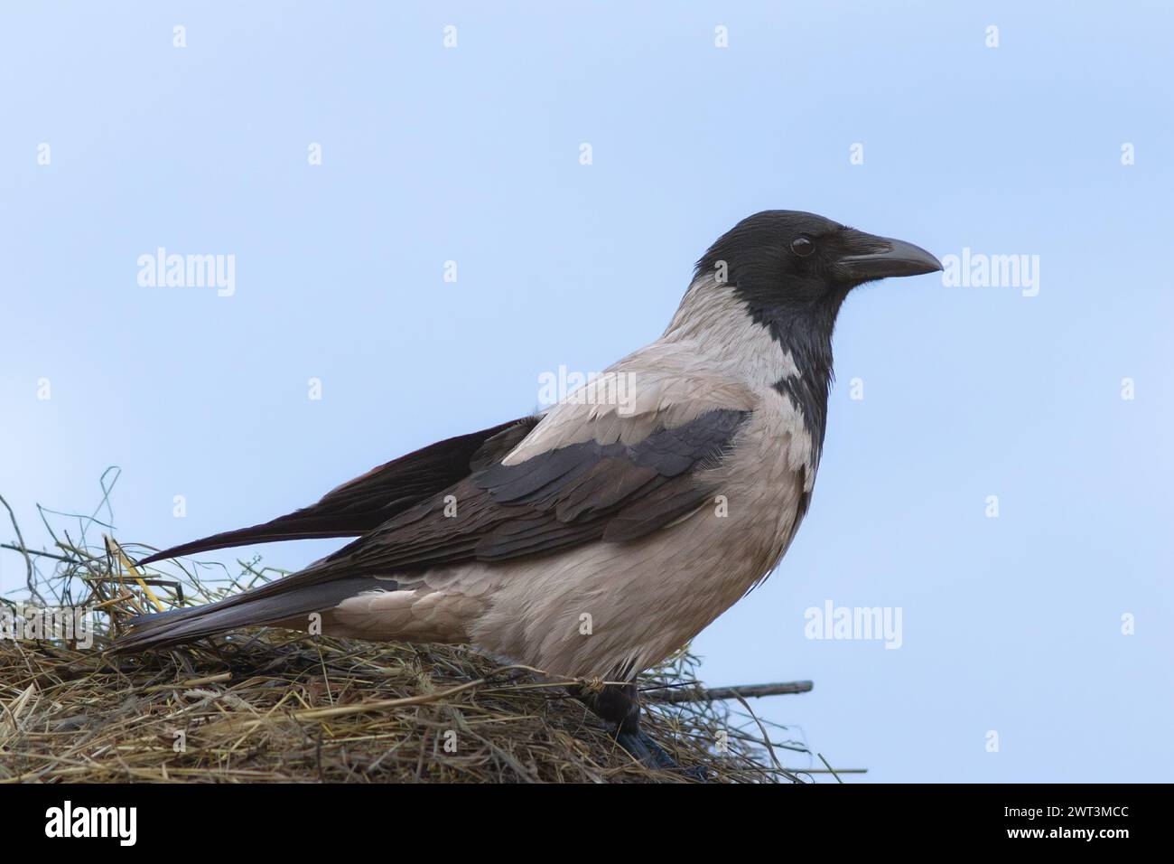 kapuzenkrähe auf einem Heuhaufen (Corvus cornix Corone) Stockfoto