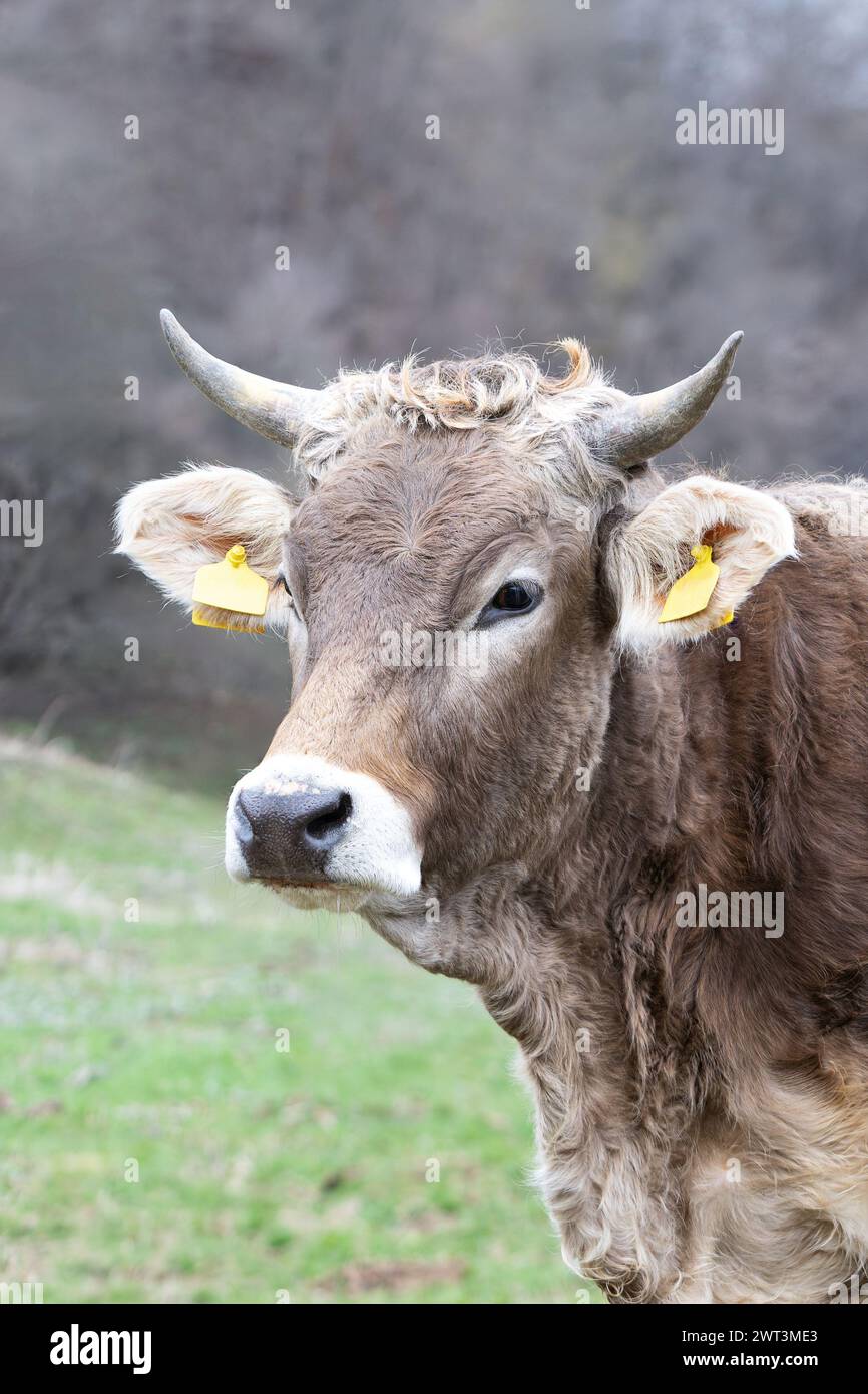 Porträt einer braunen Kuh auf dem Bauernhof, Haustierkopf-Nahaufnahme Stockfoto