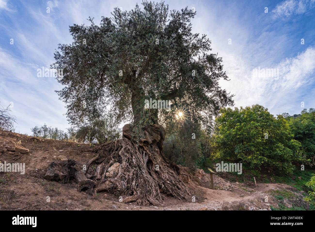Wurzel des alten Olivenbaum Stockfotografie - Alamy