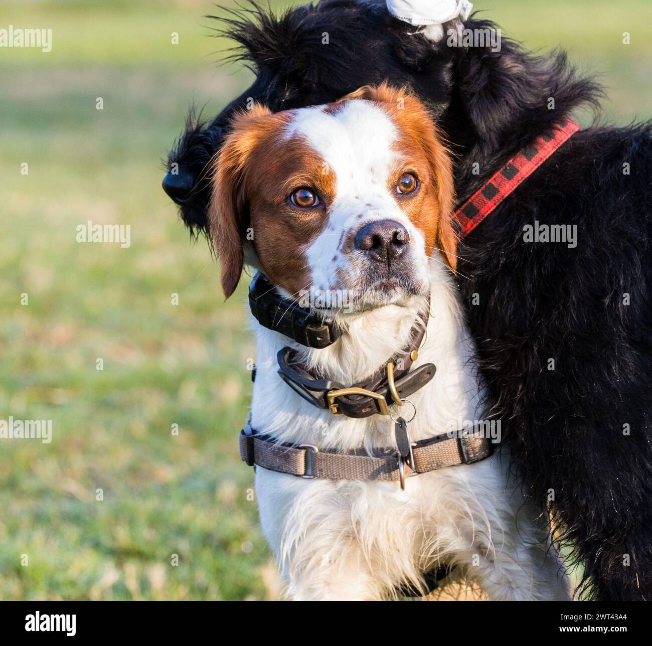 Zwei große Hunde tummeln sich auf Gras in spielerischer Interaktion Stockfoto