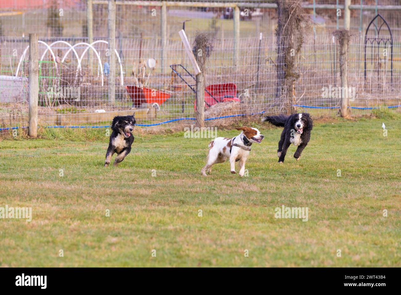 Drei Hunde jagen spielerisch eine Frisbee in einem grasbewachsenen Hof Stockfoto