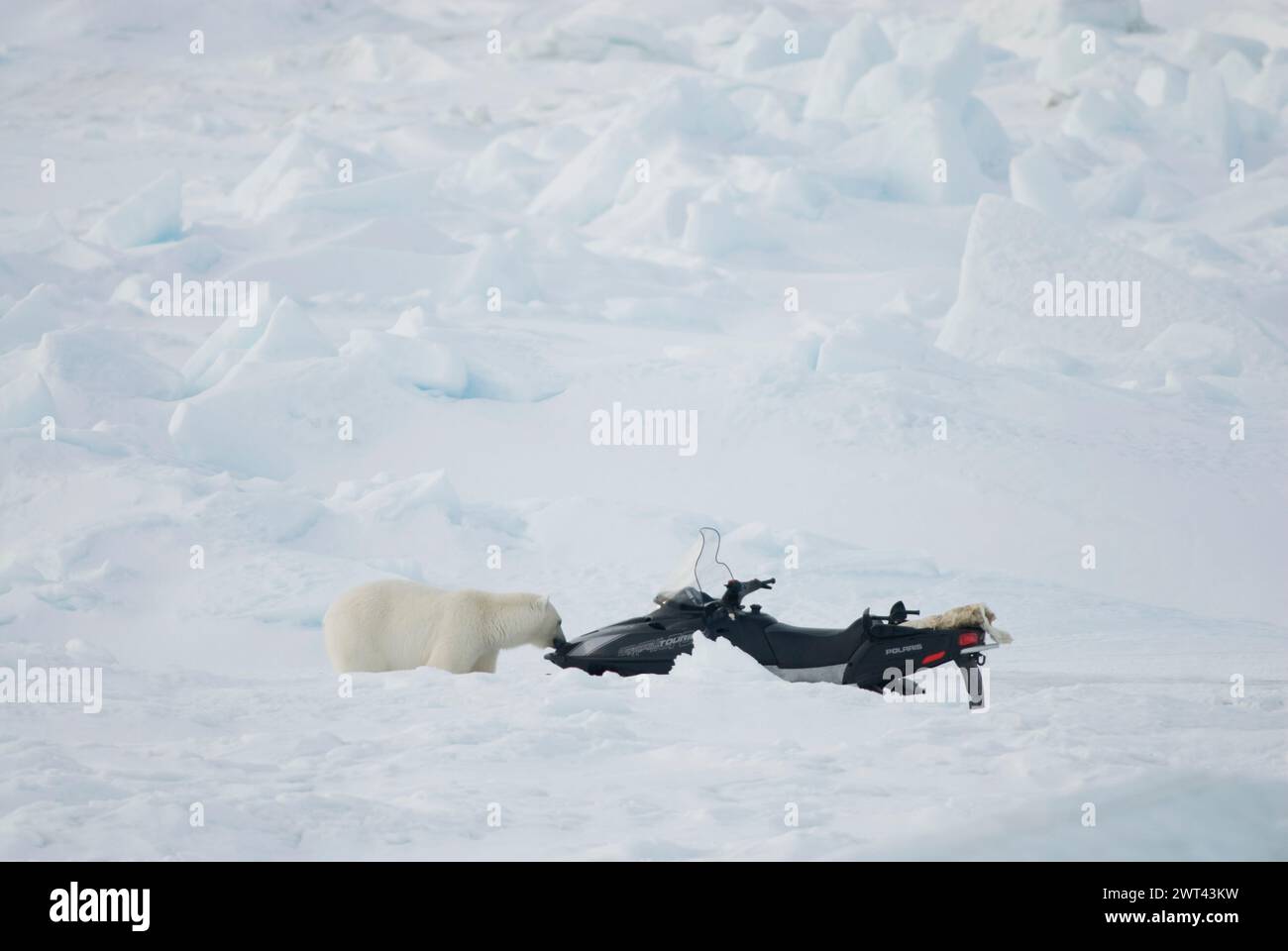 Eisbär, Ursus maritimus, erwachsener Mann untersucht eine Schneemaschine auf dem Packeis über der Chukchi-See, vor der Küste von Barrow, Alaska. Stockfoto