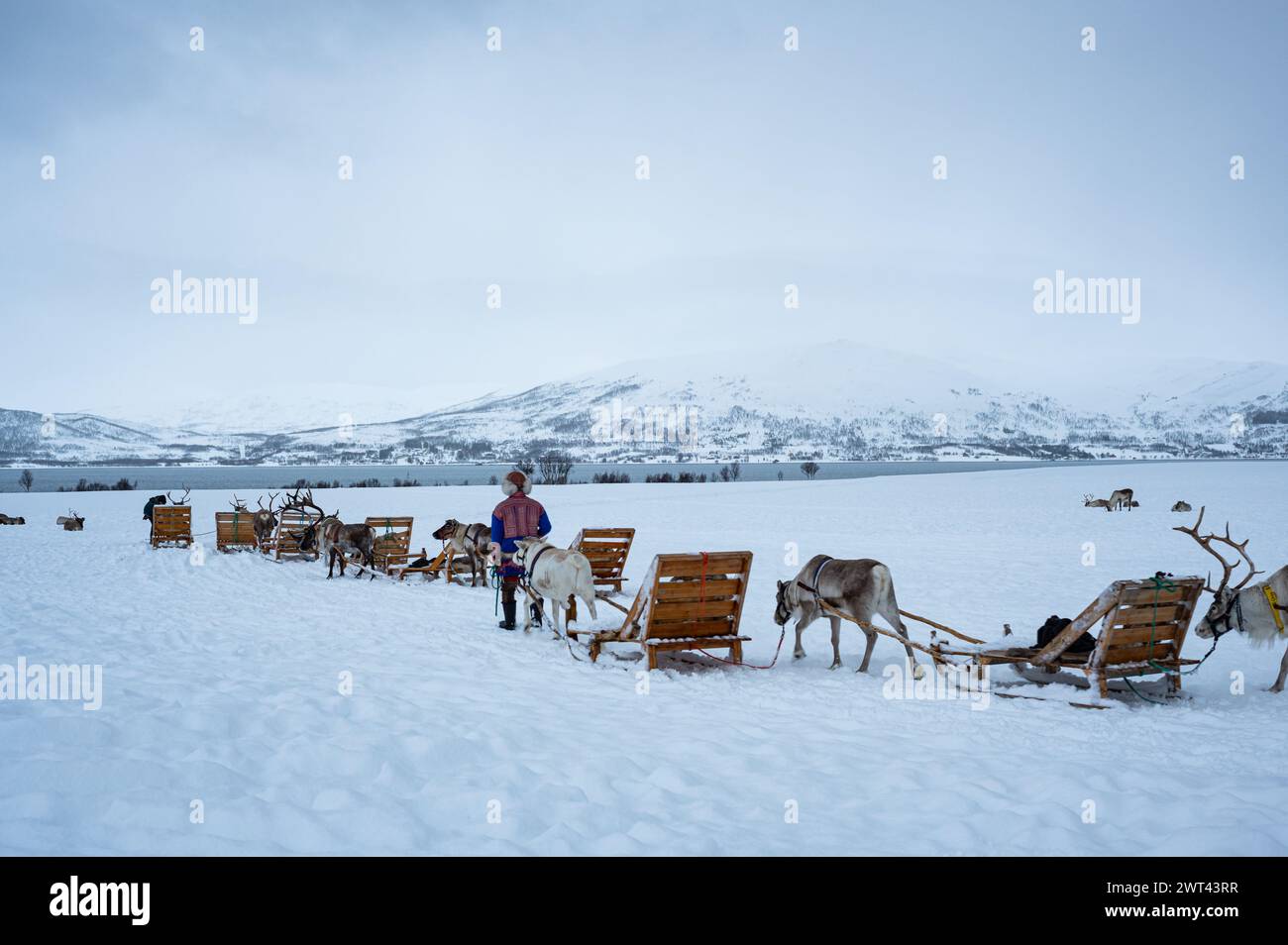 Rentiere ziehen Schlitten und werden von Saami in traditioneller Kleidung in einer verschneiten Landschaft in der Nähe von Tromsø, Norwegen, begleitet. Stockfoto