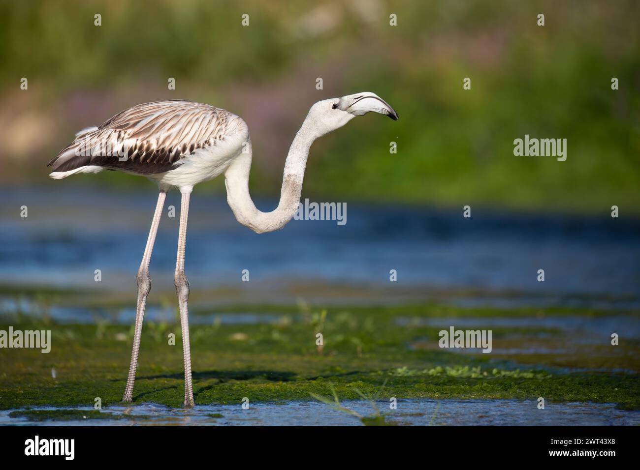 Junger Flamingo (Phoenicopterus roseus) mit weißem Gefieder, der während der Wanderung entlang eines Flusses ruht. Stockfoto