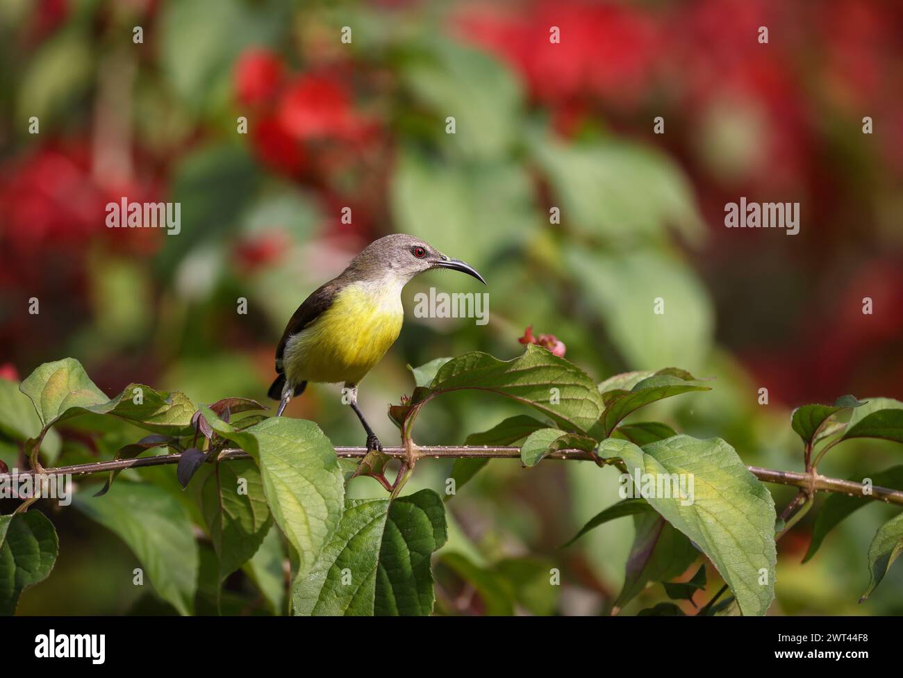 Violetter sunbird (weiblich). Dieses Foto wurde aus Bangladesch aufgenommen. Stockfoto