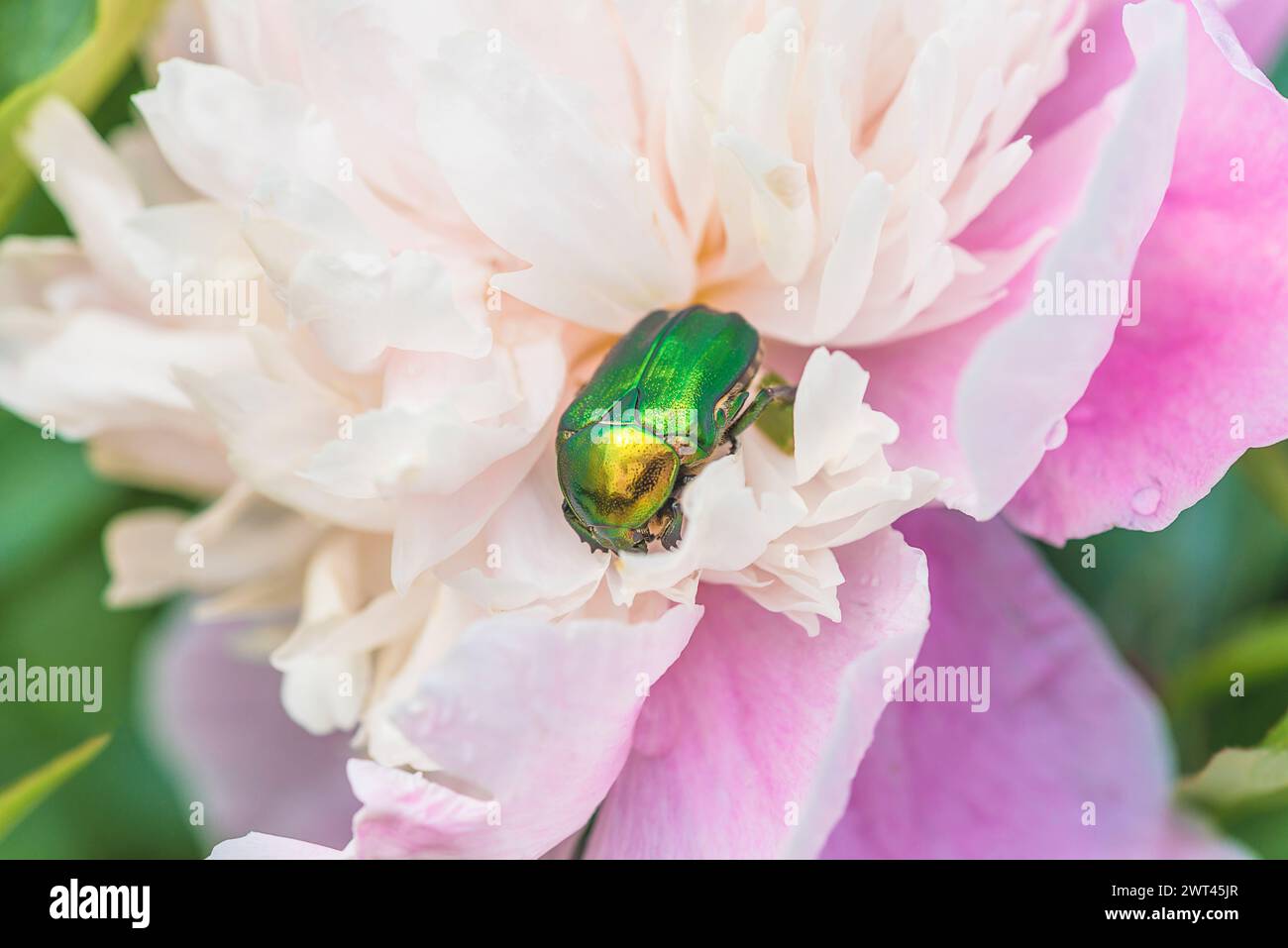Maybug oder june-Käfer in rosa Pfingstrosenblüte Stockfoto
