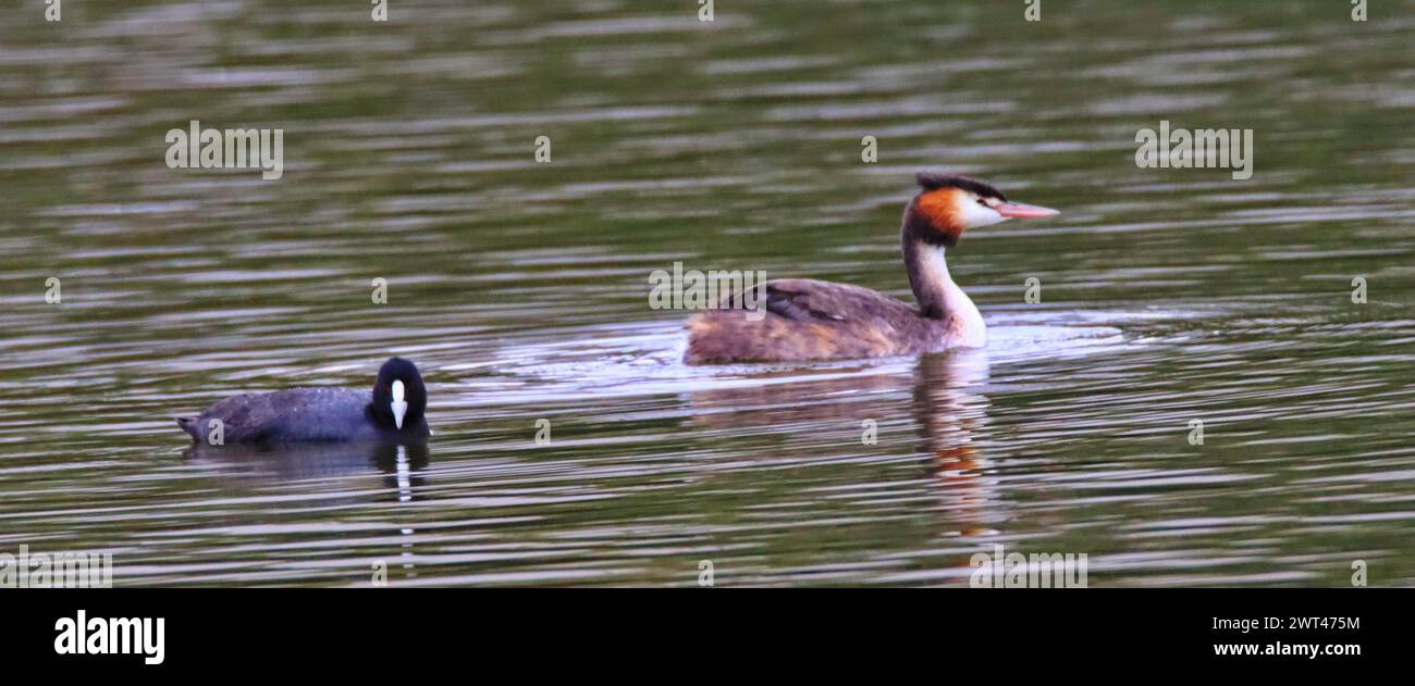 Ein toller Grebe, der in einem ruhigen See schwimmt Stockfoto