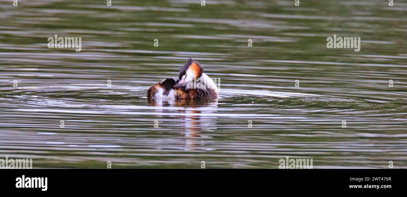 Ein toller Grebe, der in einem ruhigen See schwimmt Stockfoto