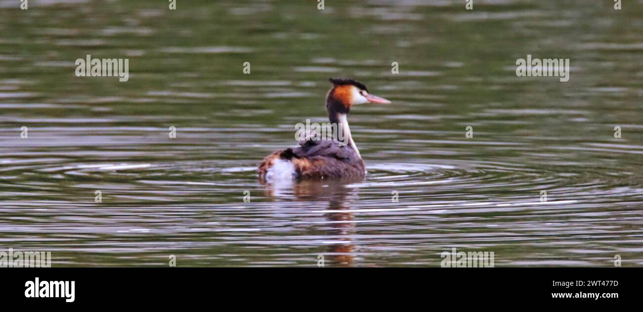 Ein toller Grebe, der in einem ruhigen See schwimmt Stockfoto