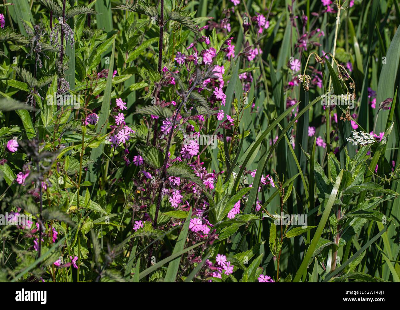 Red campion (Silene dioica) Suffolk, UK. Die Blüten der Red campion sind wichtig für Insekten, einschließlich Bienen, Schmetterlinge. Suffolk, Großbritannien Stockfoto