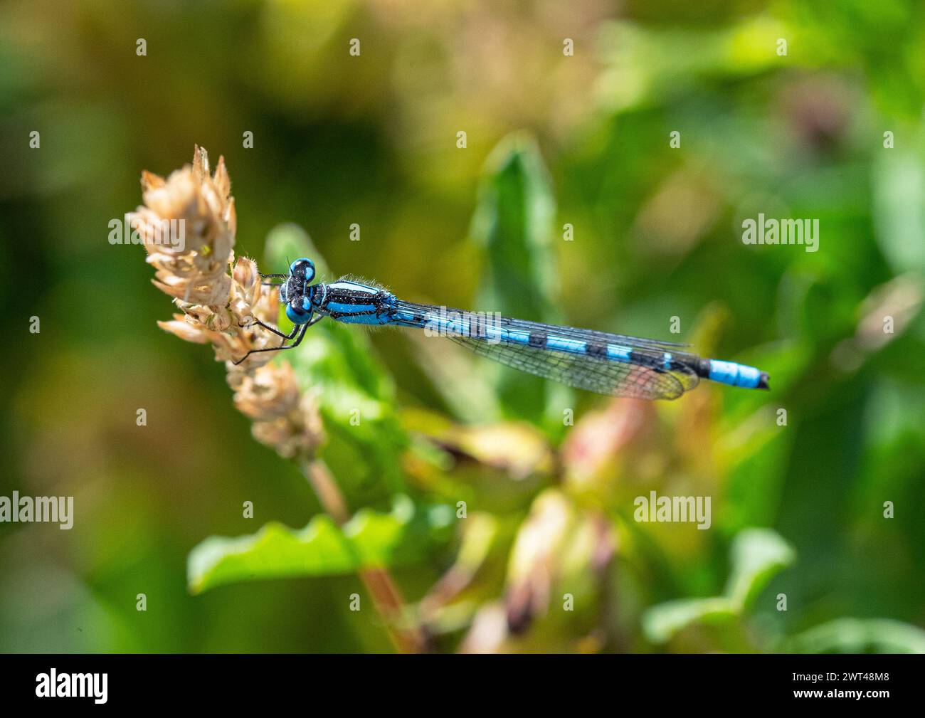 Eine männliche Blaue Damselfliege (Enallagma cyathigerum) ließ sich auf einer Teichpflanze nieder, die ihren blau schwarz gestreiften, länglichen Körper zeigte. Suffolk. UK Stockfoto