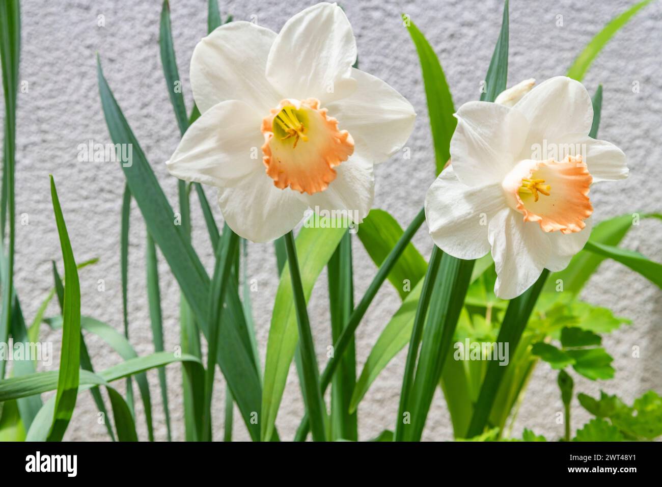 Narzissen, Narzissen pseudonarcis, blüht im Frühling Stockfoto