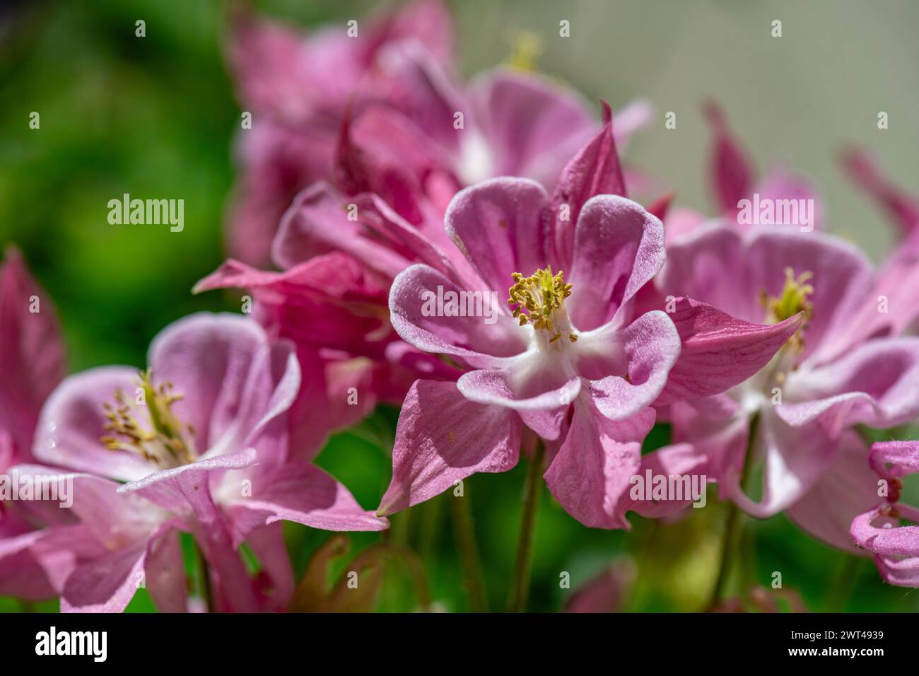 Aquilegia nigricans, bulgarische Kolumbine, wächst im Landhausgarten, Brownsburg-Chatham, Quebec, Kanada Stockfoto