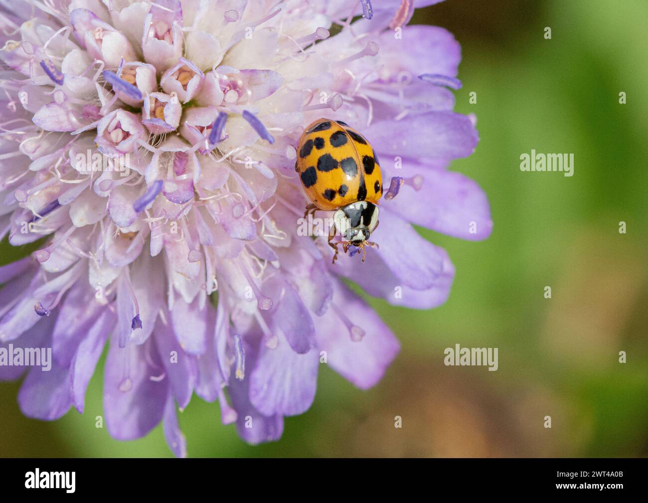 Ein nicht-heimischer Harlequin Marienkäfer (Harmonia axyridis), ein unersättlicher Raubtier auf einer Feldblume ( Knautia arvensis). Suffolk, Großbritannien Stockfoto