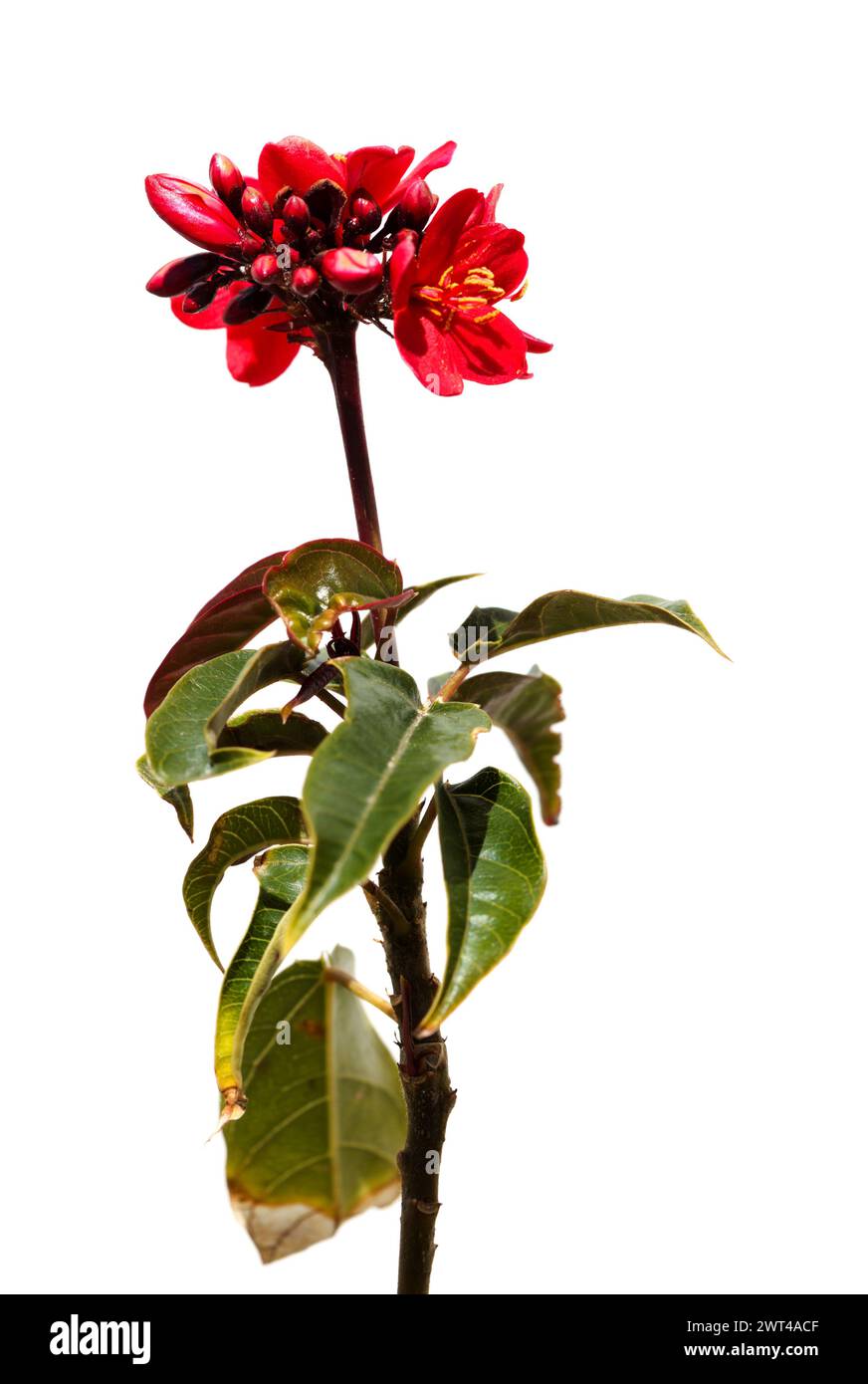 Blühende Jatropha integerrima, peregrina oder scharfe Jatropha, isoliert auf weißem Hintergrund Stockfoto