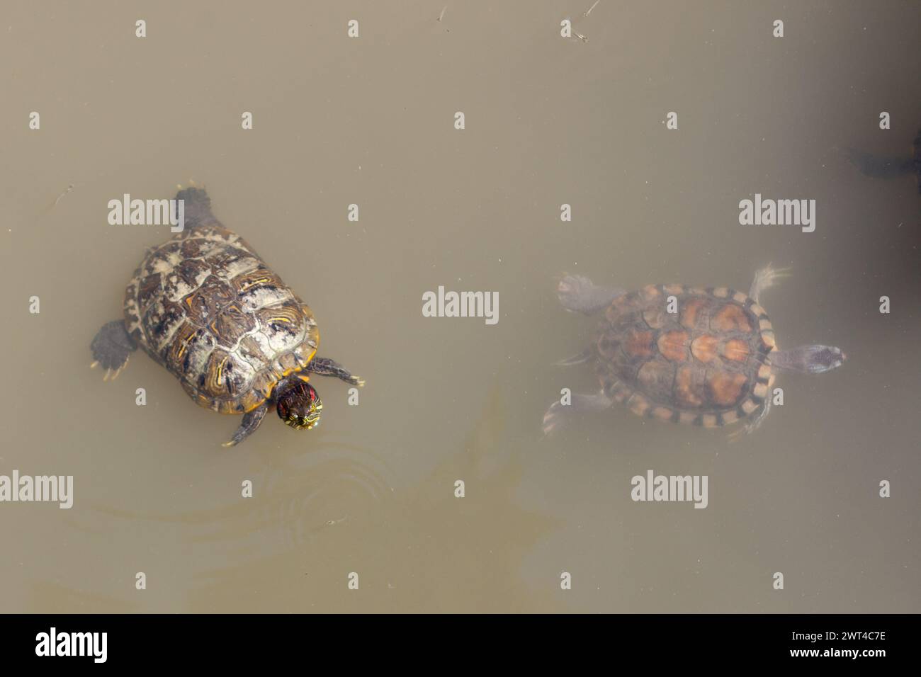 Zwei Schildkröten schwimmen in einem Teich. Schildkröten in braunem Schlammwasser. Stockfoto