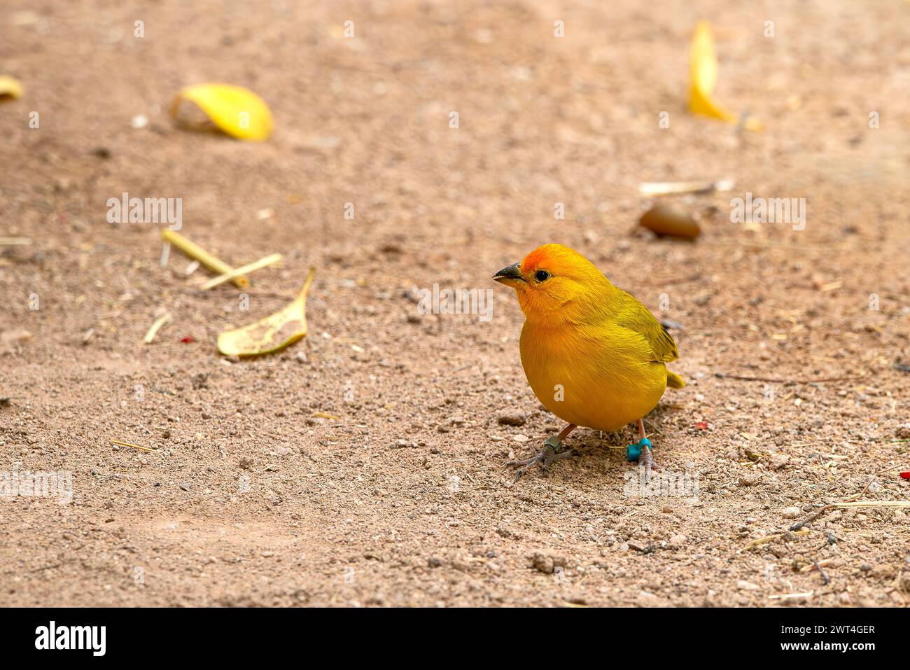 Safran Finch Stockfoto